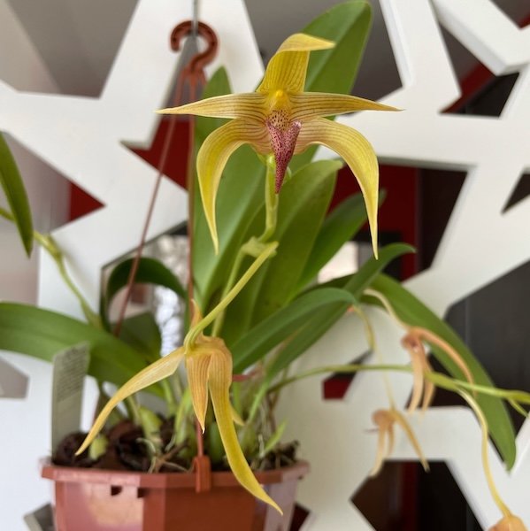 bulbophyllum